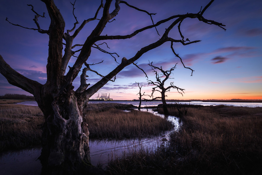 Photo: ‘Contrasts’, Location: Felixstowe, Suffolk. © Justin Minns, 1st Place, PMC Plants and Planet, Competition 18.